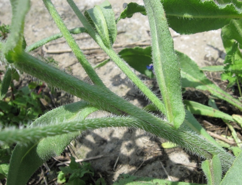 Anchusa azurea / Buglossa azzurra